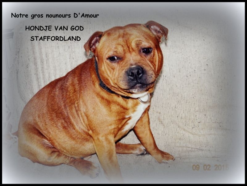 Staffordland Hondje van god