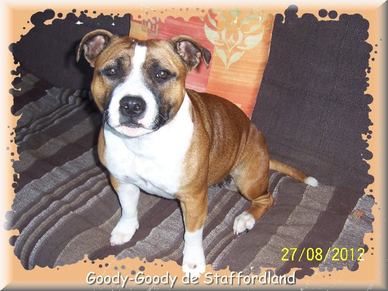 Staffordland Goody-goody