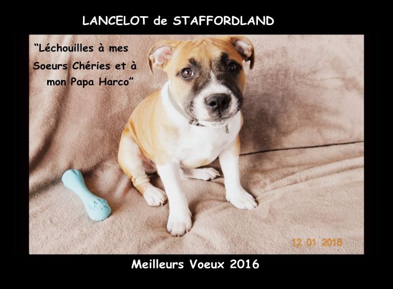 Staffordland Lancelot