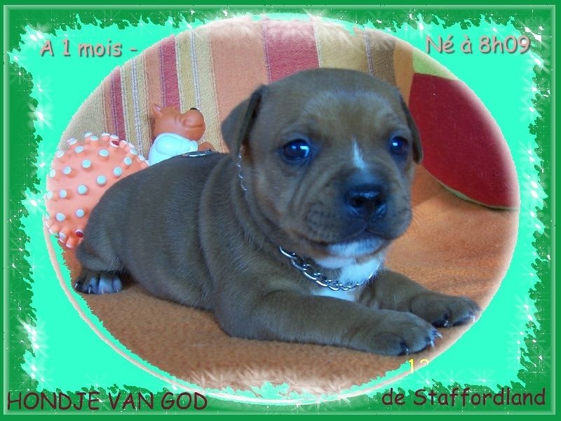 Staffordland Hondje van god