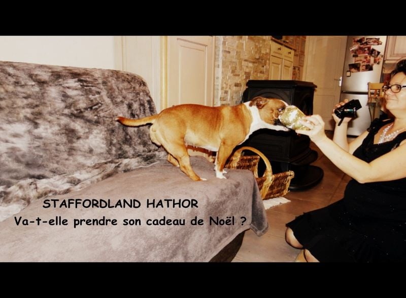 Staffordland Hathor