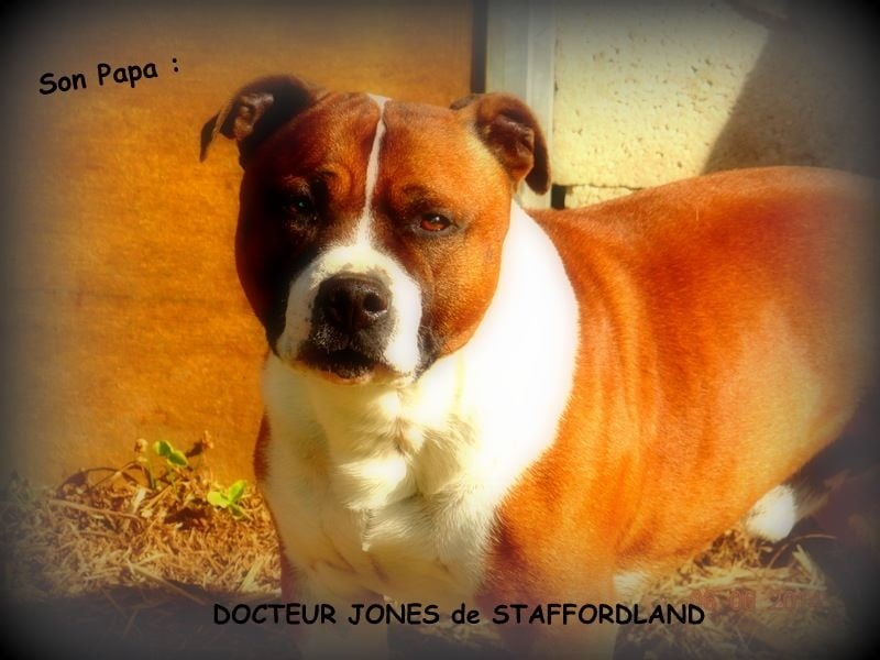 Staffordland Heidi