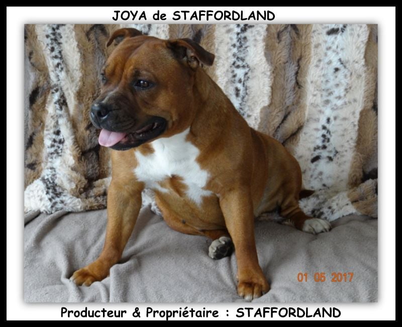 Staffordland Joya