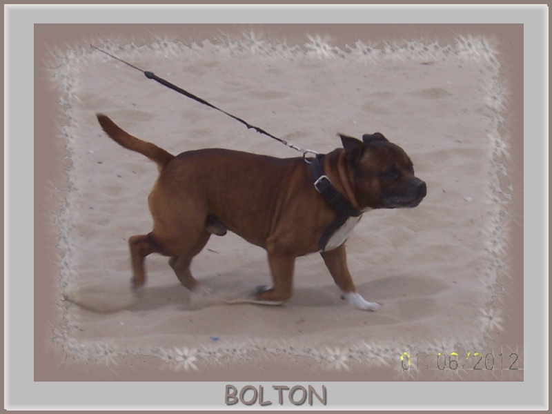 Publication : Staffordland Auteur : Marie Queignec de Staffordland