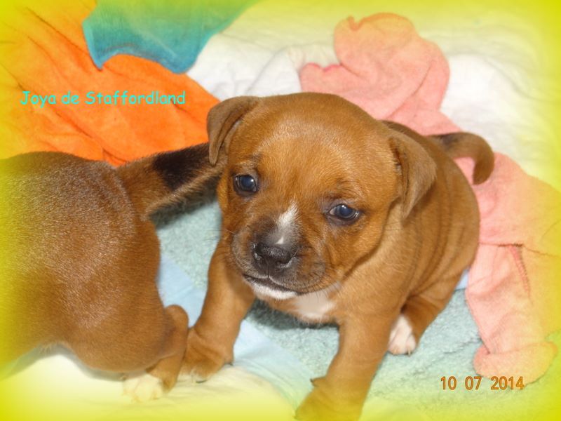 Staffordland Joya