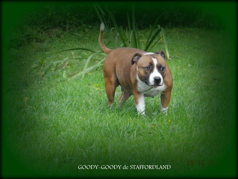 Staffordland Goody-goody
