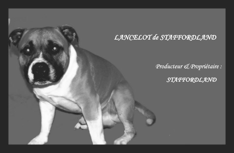 Staffordland Lancelot