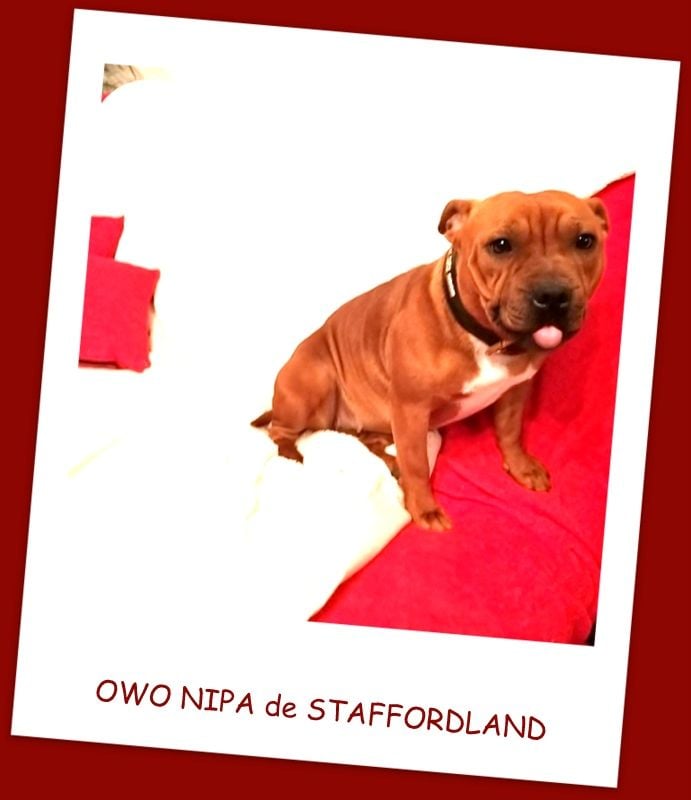 Staffordland Owo nipa