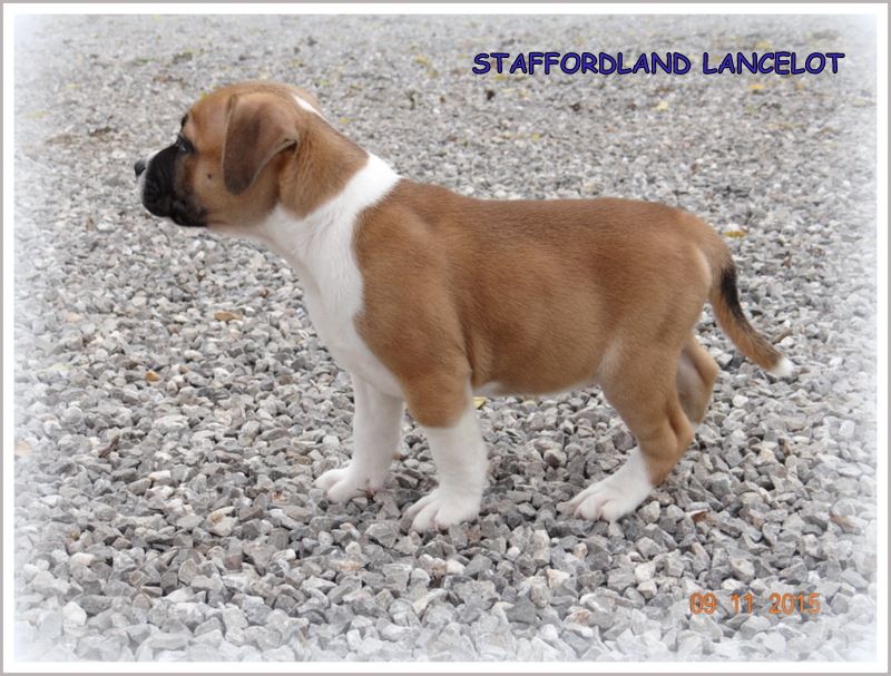 Staffordland Lancelot