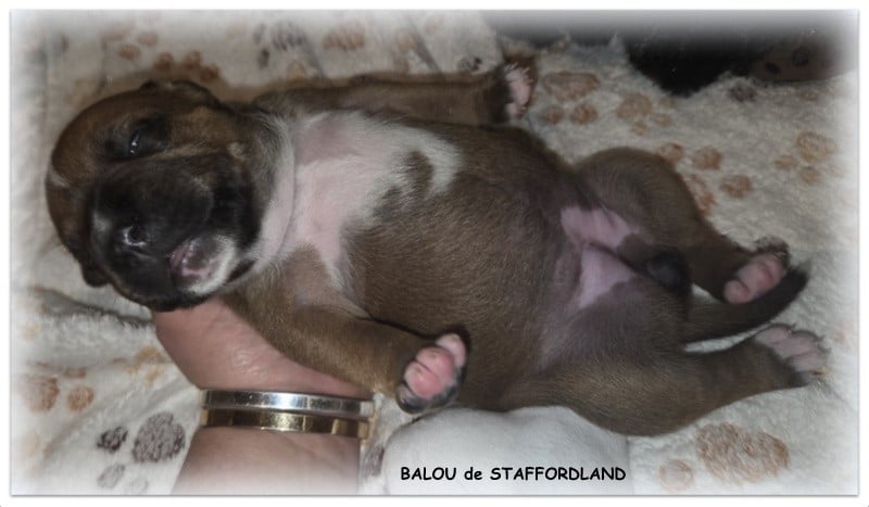 BALOU de STAFFORDLAND