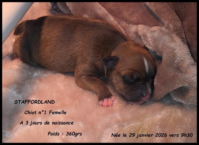 BALOU de STAFFORDLAND