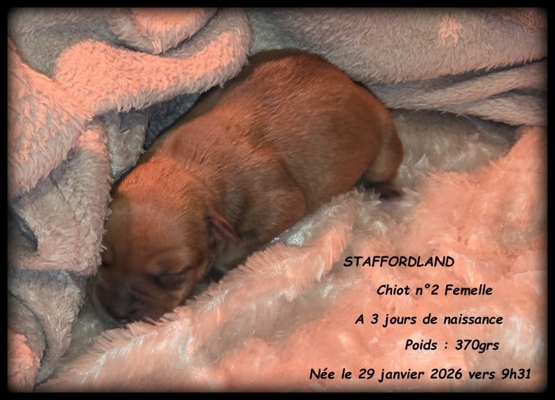 CHIOT 2
