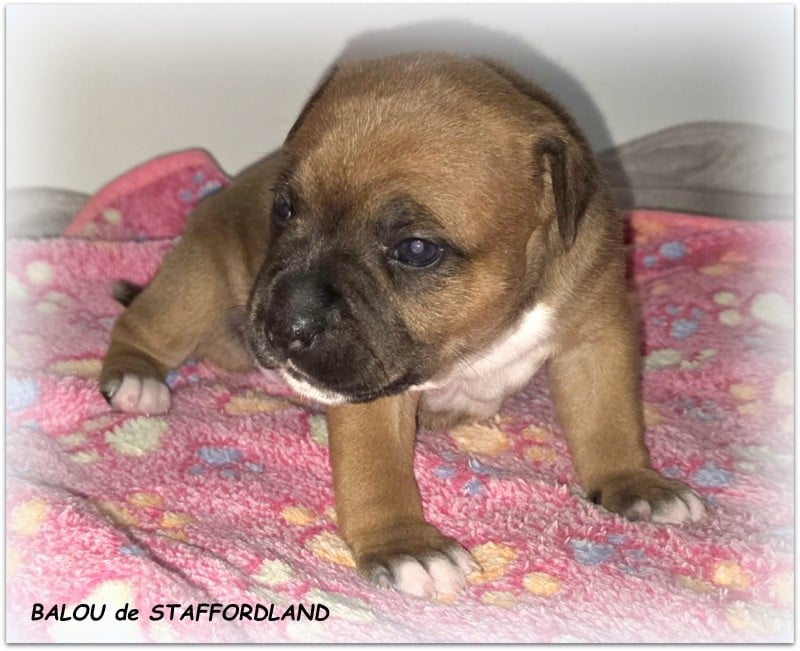 BALOU de STAFFORDLAND