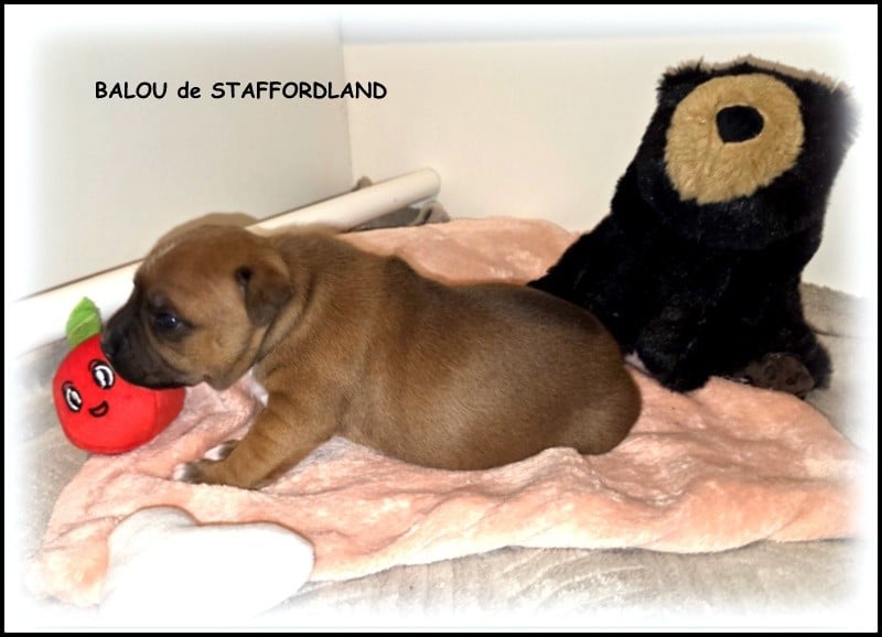 BALOU de STAFFORDLAND