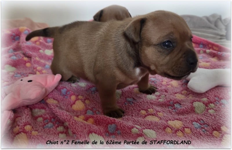 CHIOT 2