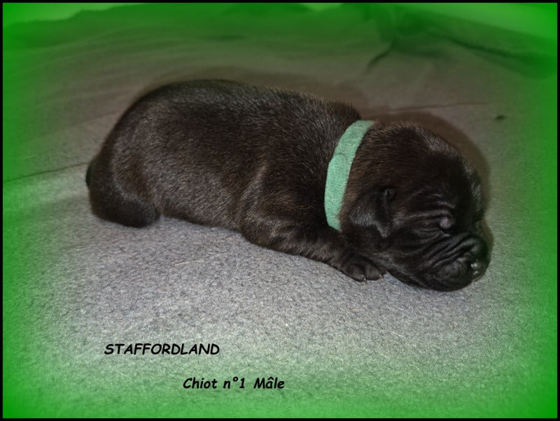 Chiot n°1 - Staffordshire Bull Terrier