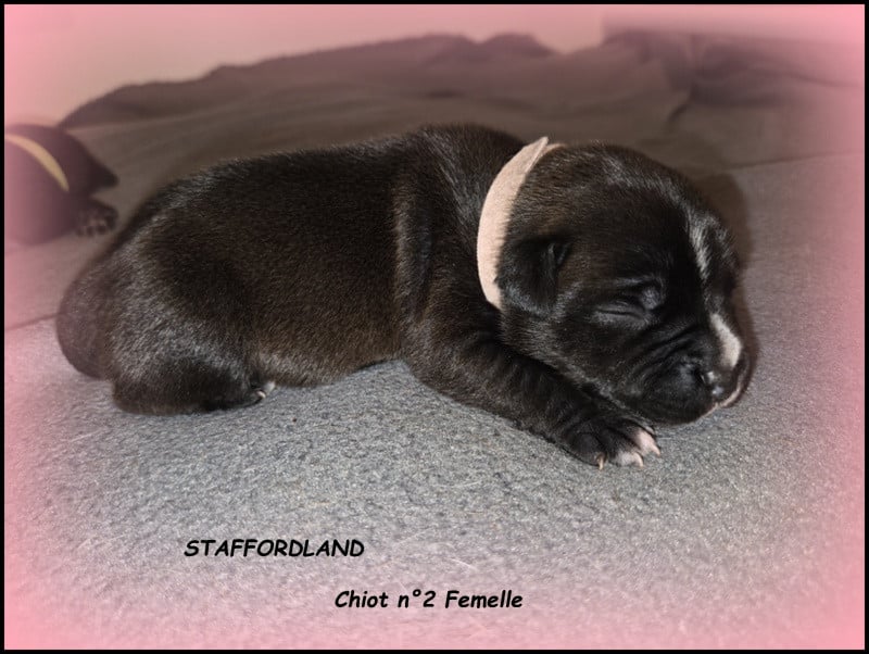 Chiot n°2 - Staffordshire Bull Terrier