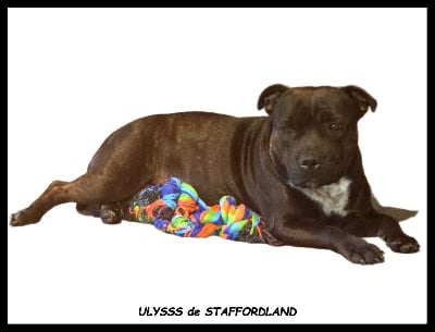 Les chiots de Staffordshire Bull Terrier