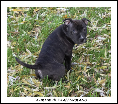 Les chiots de Staffordshire Bull Terrier
