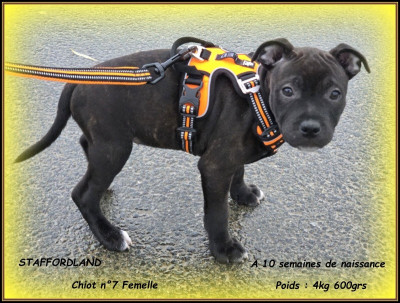 Les chiots de Staffordshire Bull Terrier