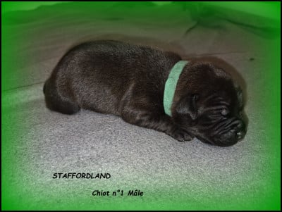 Les chiots de Staffordshire Bull Terrier