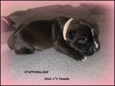 Les chiots de Staffordshire Bull Terrier