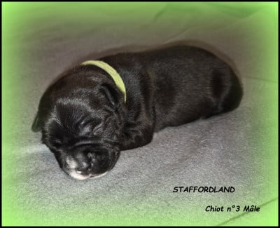 Les chiots de Staffordshire Bull Terrier