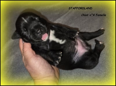 Les chiots de Staffordshire Bull Terrier
