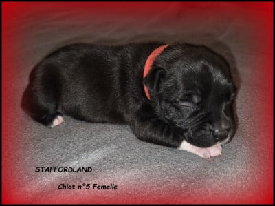 Les chiots de Staffordshire Bull Terrier