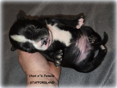 Les chiots de Staffordshire Bull Terrier