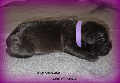 Les chiots de Staffordshire Bull Terrier