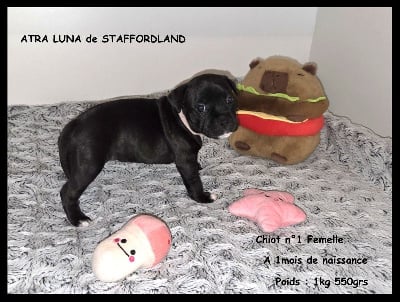 Les chiots de Staffordshire Bull Terrier