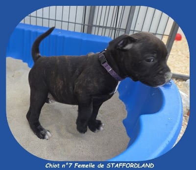 Les chiots de Staffordshire Bull Terrier