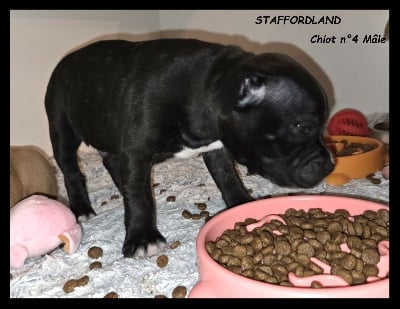 Les chiots de Staffordshire Bull Terrier