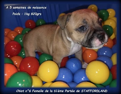 Les chiots de Staffordshire Bull Terrier