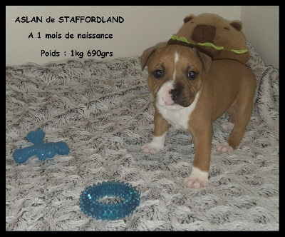 Les chiots de Staffordshire Bull Terrier