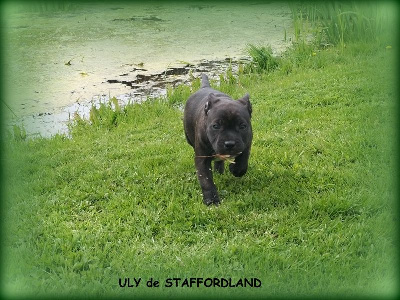 Les chiots de Staffordshire Bull Terrier