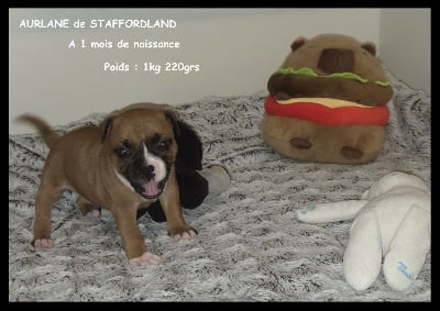 Les chiots de Staffordshire Bull Terrier