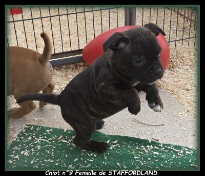 Les chiots de Staffordshire Bull Terrier