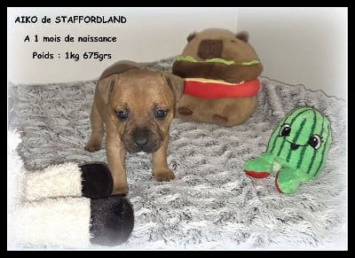 Les chiots de Staffordshire Bull Terrier