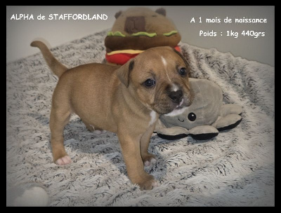 Les chiots de Staffordshire Bull Terrier