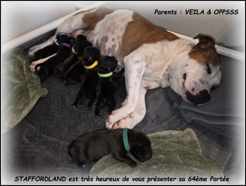 Staffordshire Bull Terrier - Staffordland