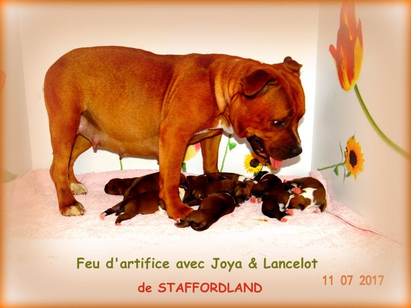 chiot Staffordshire Bull Terrier Staffordland