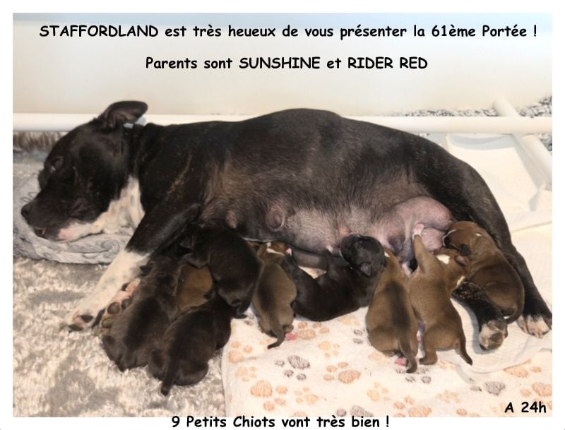 Staffordshire Bull Terrier - Staffordland