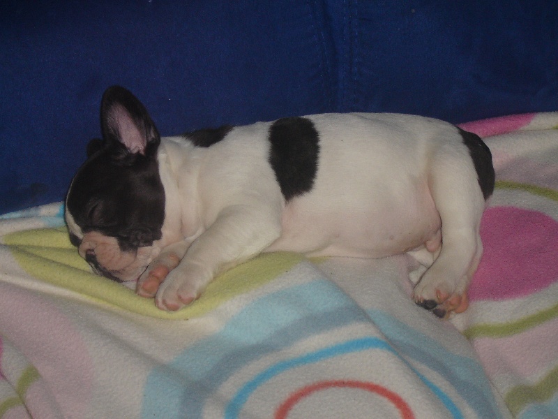 Publication : des jardins d'Elie's Auteur : boccandé virginie