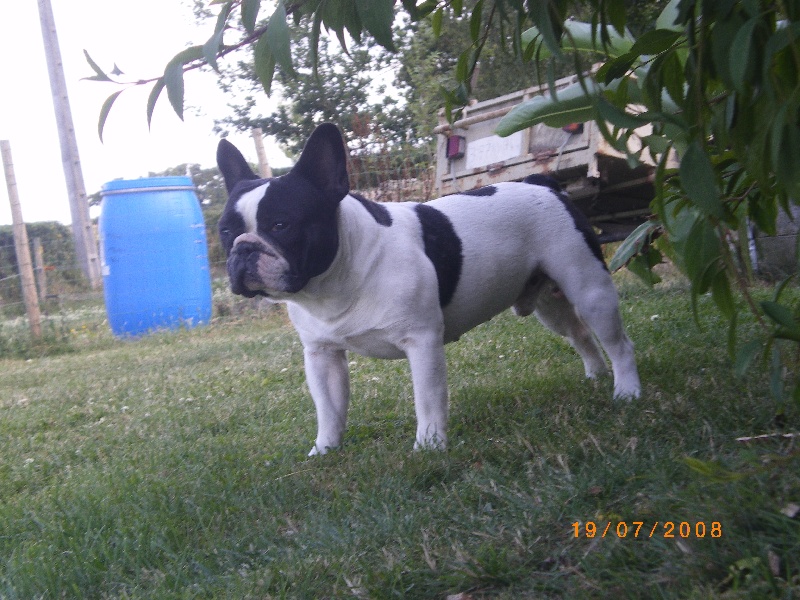 Publication : des jardins d'Elie's Auteur : boccandé virginie