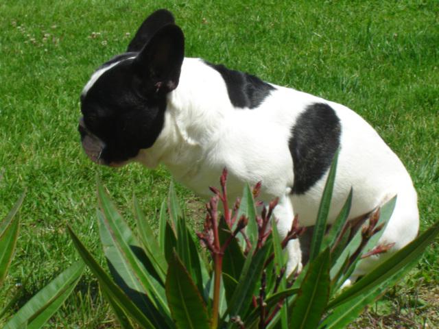 Publication : des jardins d'Elie's Auteur : boccandé virginie