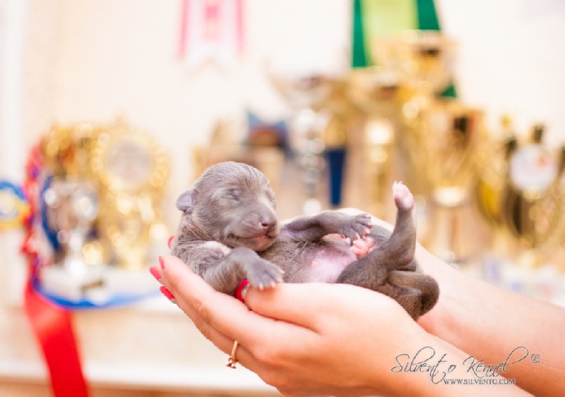 chiot Petit Levrier Italien Silvento