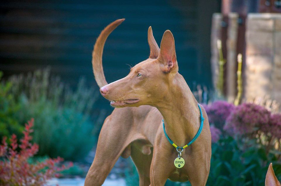 CH. Silvento Mercury - CAC CACIB BOB