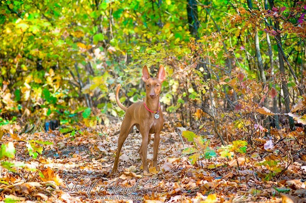 CH. Silvento Medea - CAC CACIB BOS finished CH UA & CH UKU